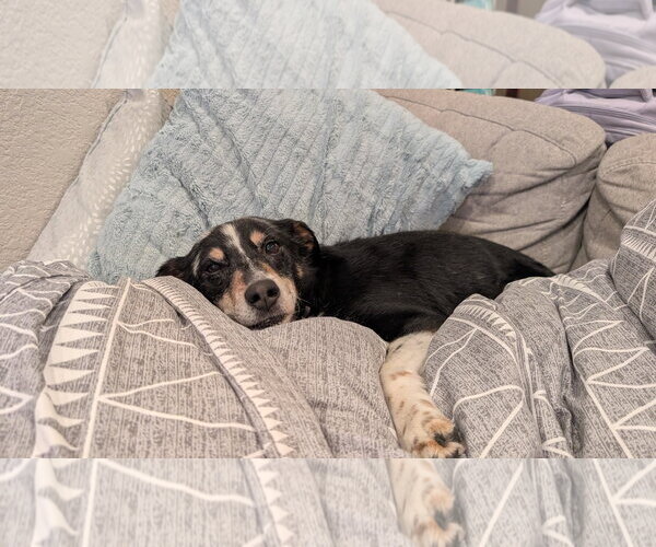 Medium Photo #1 Mutt Puppy For Sale in Aurora, CO, USA