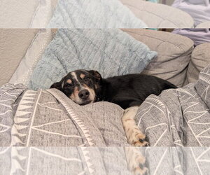 Mutt Dogs for adoption in Aurora, CO, USA