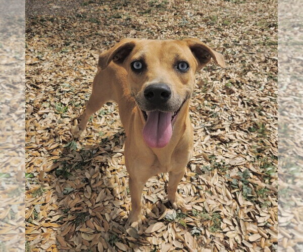 Medium Photo #1 Mountain Cur-Unknown Mix Puppy For Sale in Rockaway, NJ, USA