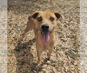 Mountain Cur-Unknown Mix Dogs for adoption in Rockaway, NJ, USA