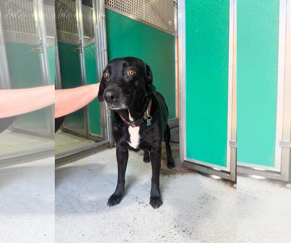 Medium Photo #3 Labrador Retriever-Unknown Mix Puppy For Sale in Houston, TX, USA