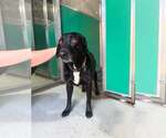 Small #2 Labrador Retriever Mix