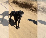 Small #2 Labrador Retriever Mix