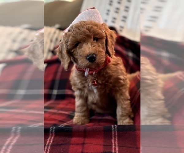 Medium Photo #10 Goldendoodle (Miniature) Puppy For Sale in SAINT MARYS, KS, USA