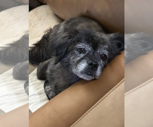 Medium Photo #7 Pekingese-Unknown Mix Puppy For Sale in Sykesville, MD, USA