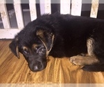 Small Photo #7 German Shepherd Dog Puppy For Sale in HOUSTON, TX, USA
