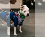 Small Photo #25 Mutt Puppy For Sale in Oakhurst, NJ, USA