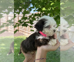 Small #1 Havanese