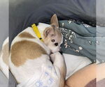 Small Photo #10 Chihuahua-Unknown Mix Puppy For Sale in Fargo, ND, USA