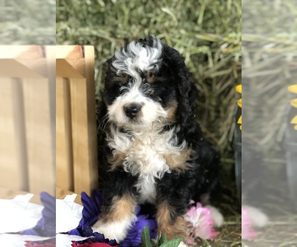 Medium Photo #2 Miniature Bernedoodle Puppy For Sale in LEO, IN, USA