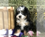 Small Photo #2 Miniature Bernedoodle Puppy For Sale in LEO, IN, USA