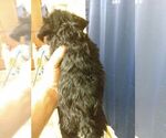 Small Photo #8 Poodle (Toy)-Schnauzer (Miniature) Mix Puppy For Sale in CULLMAN, AL, USA