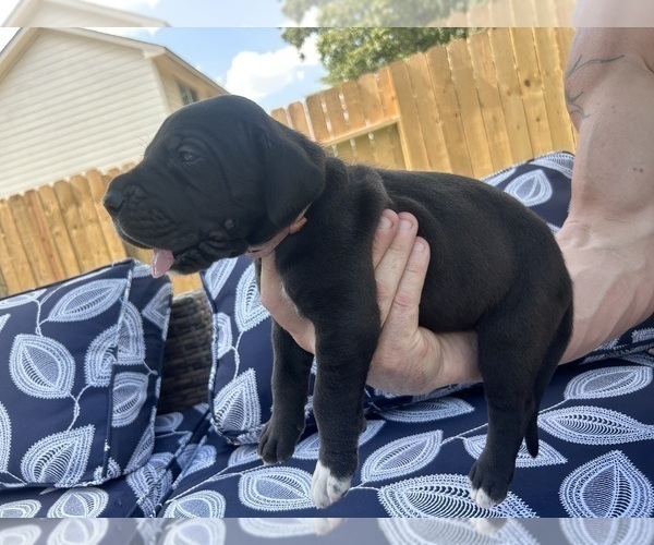 Medium Photo #5 Great Dane Puppy For Sale in WILLIS, TX, USA