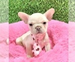 Small French Bulldog