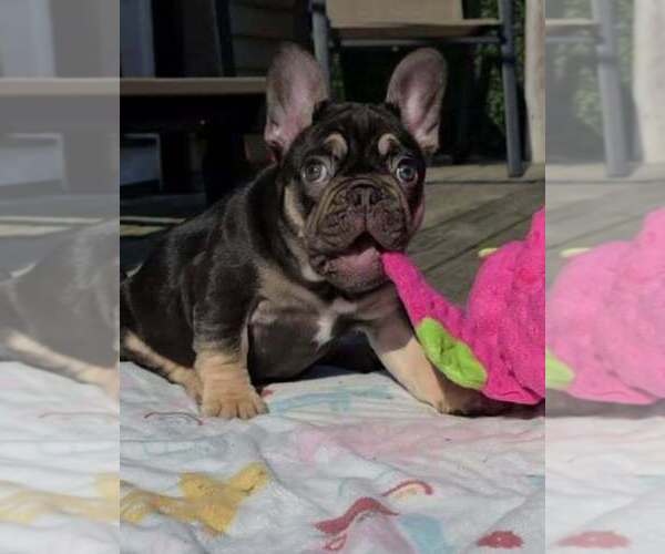 Medium Photo #1 French Bulldog Puppy For Sale in BOSTON, KY, USA