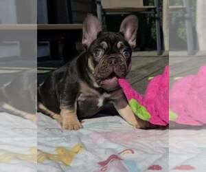 French Bulldog Puppy for sale in BOSTON, KY, USA