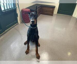 Doberman Pinscher Dogs for adoption in Pasadena, CA, USA