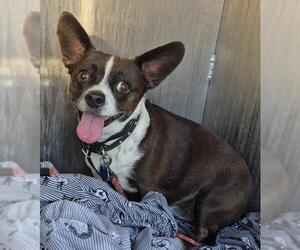 Chihuahua-Unknown Mix Dogs for adoption in San Antonio, TX, USA