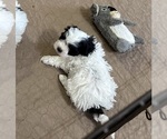 Small Photo #8 ShihPoo Puppy For Sale in GLOUCESTER, VA, USA