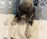 Small German Shepherd Dog