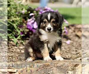 Miniature Australian Shepherd Puppy for sale in NEW PROVIDENCE, PA, USA