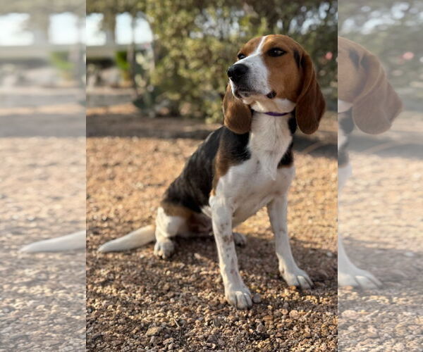 Medium Photo #5 Beagle Puppy For Sale in PIPE CREEK, TX, USA