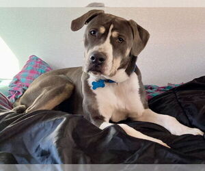 American Bulldog-Unknown Mix Dogs for adoption in Salt Lake City, UT, USA
