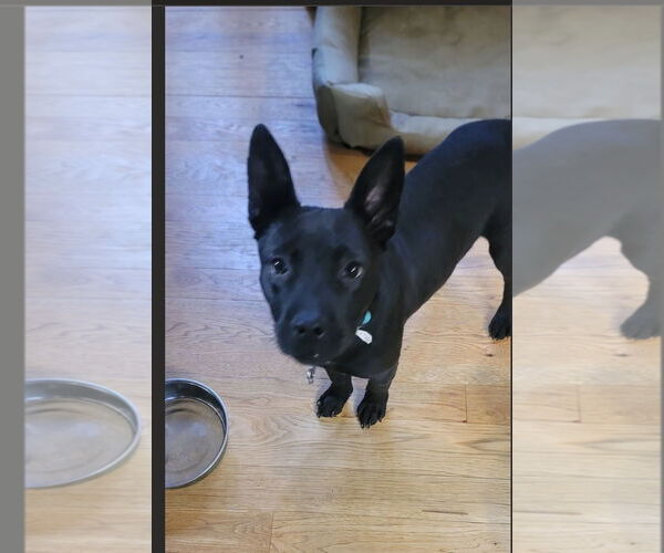 Medium Photo #3 Mutt Puppy For Sale in Ball Ground, GA, USA