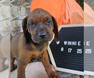 Medium Redbone Coonhound