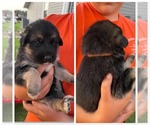 Puppy Orange German Shepherd Dog-Great Pyrenees Mix