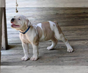 American Bulldog Puppy for Sale in PARIS, Tennessee USA