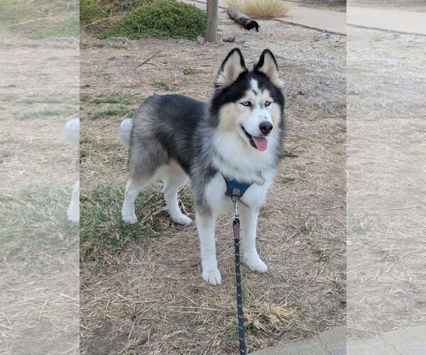 Medium Photo #5 Siberian Husky Puppy For Sale in Carrollton, TX, USA