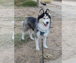 Small #4 Siberian Husky