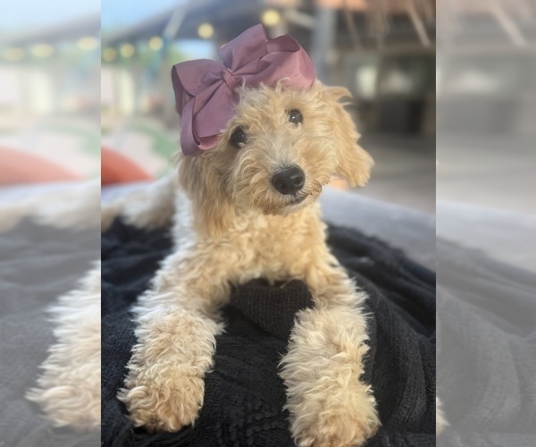 Medium Photo #4 Goldendoodle mix (+ Poodle Miniature) Puppy For Sale in MENIFEE, CA, USA