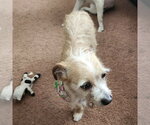 Small #1 Mutt
