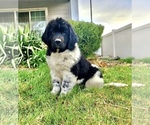 Small Photo #4 Newfoundland Puppy For Sale in PAYETTE, ID, USA