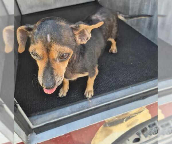 Medium Photo #1 Chihuahua-Unknown Mix Puppy For Sale in San Antonio, TX, USA