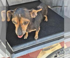 Chihuahua-Unknown Mix Dogs for adoption in San Antonio, TX, USA