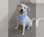 Small Labrador Retriever Mix