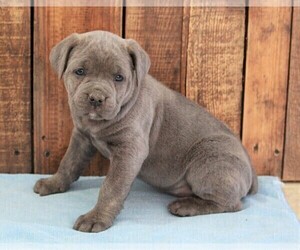 Cane Corso Puppy for sale in APPLE CREEK, OH, USA