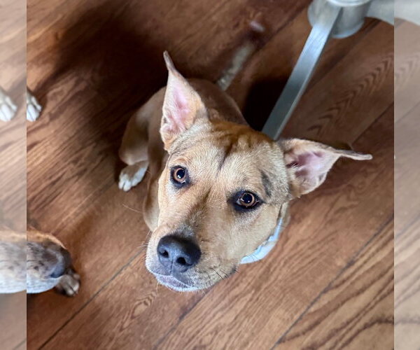 Medium Photo #8 Catahoula Leopard Dog-Unknown Mix Puppy For Sale in Germantown, OH, USA