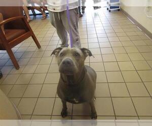 American Staffordshire Terrier Dogs for adoption in Ocala, FL, USA