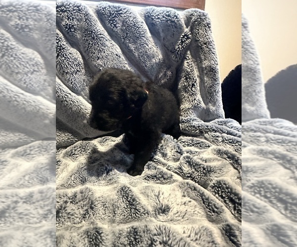 Medium Photo #3 Labradoodle Puppy For Sale in KIRKSVILLE, MO, USA