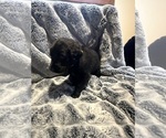 Small Photo #4 Labradoodle Puppy For Sale in KIRKSVILLE, MO, USA
