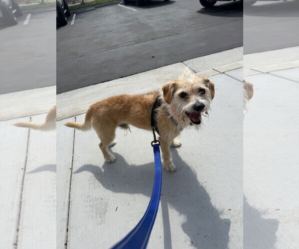 Medium Photo #4 Mutt Puppy For Sale in Mission Viejo, CA, USA
