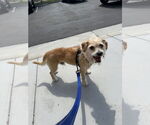 Small #3 Mutt