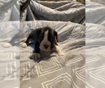 Puppy 3 Boxer