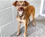 Small #1 Carolina Dog Mix