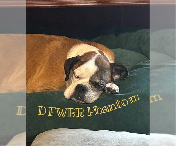 Medium Photo #3 Boxer Puppy For Sale in Austin, TX, USA