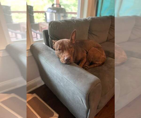 Medium Photo #14 Mutt Puppy For Sale in Holly Springs, NC, USA